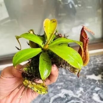 anggrek langka kantong Semar