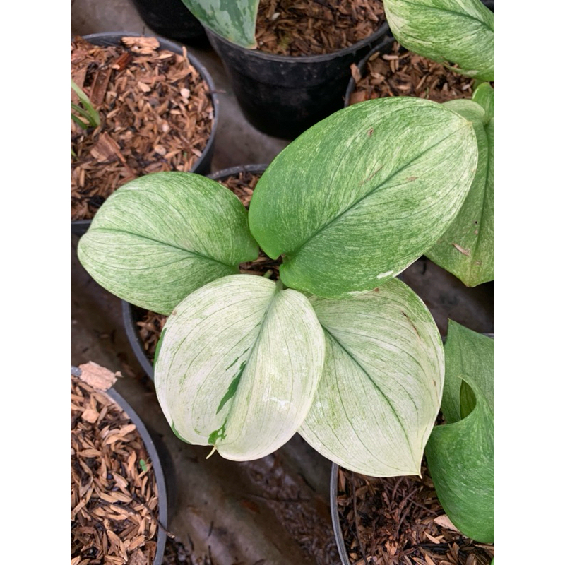 scindapsus truebi moonlight variegata