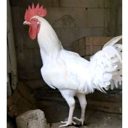 Ayam pelung putih Jantan Jago kokok enak