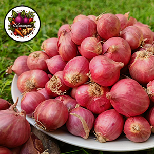 

Bawang Merah Super Kualitas terbaik Petani Lokal Indonesia