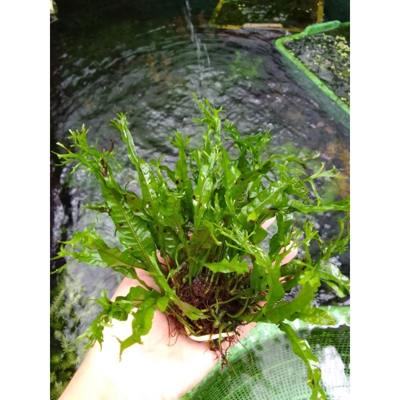 KADAKA WINDELOVE Tanaman Air Tanaman Aquarium