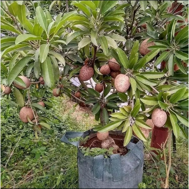 

bibit sawo jumbo cepat berbuah hasil okulasi