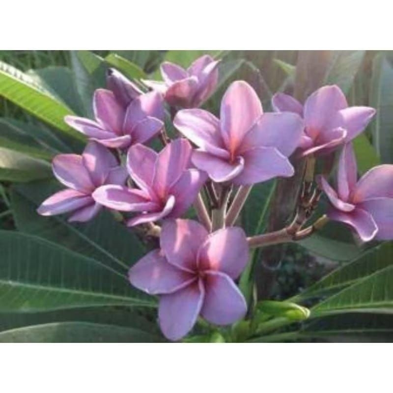 tanaman hias kamboja bali bunga ungu tinggi sampai 50-1meter