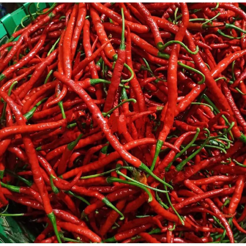 

cabe merah keriting segar 1 kg / cabe merah keriting fresh