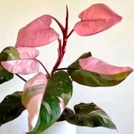 philo pink princes jual anakan