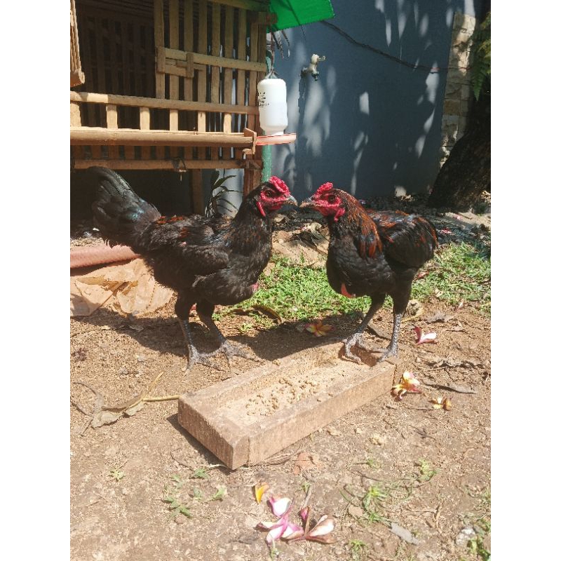 Indukan Jago Ayam Kampung Kub Jantan Umur 10 Bulan