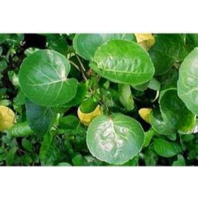 

daun mangkok an segar 100 lembar