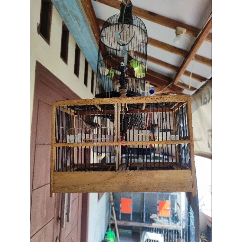 Burung Prenjak Atas Sepasang Rajin Fullset Kandang Sekat Harga NETTTT