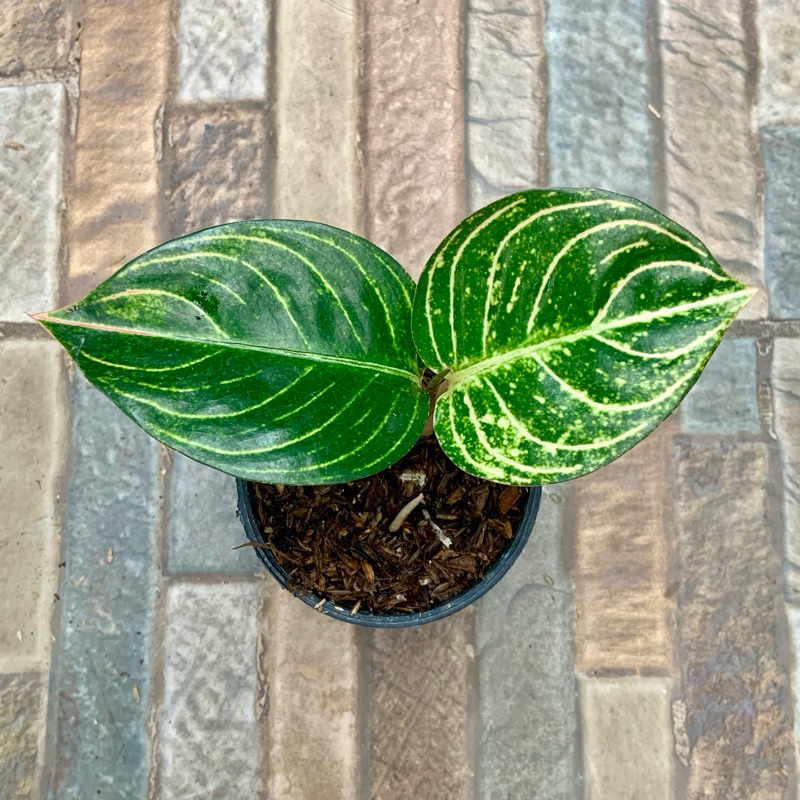 Aglaonema Esmeralda