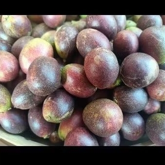 

Buah Matoa 2 Kg Fresh Baru Petik