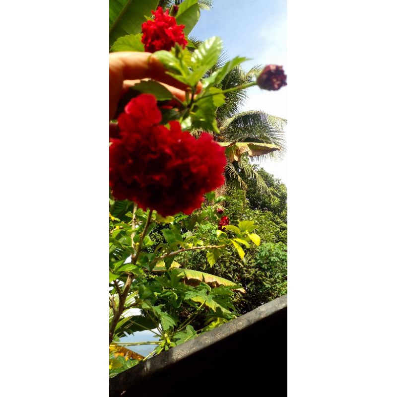 Rose Kriting Merah kembang sepatu dan kembang sepatu putih