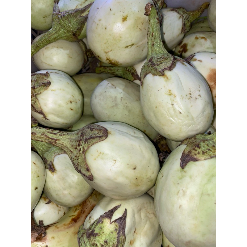 

TERONG BULAT 500 GRAM MURAH