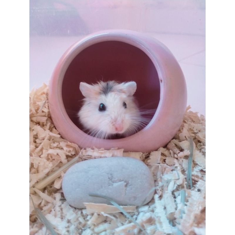 hamster roborovski