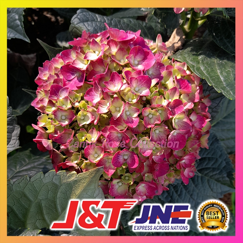 Bibit Tanaman Import Hydrangea - Bunga Hortensia Import
