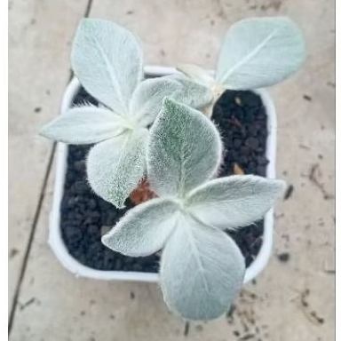 TANAMAN HIAS CAUDEX SINNINGIA LEUCOTRICHA