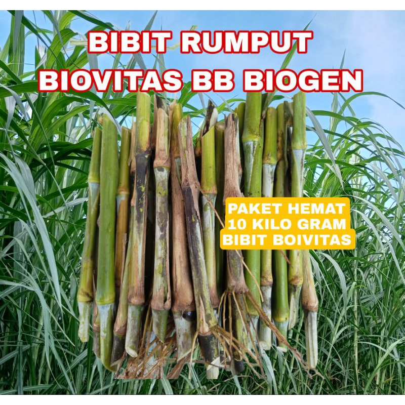 Bibit Rumput Biovitas Bb Biogen 10 Kg
