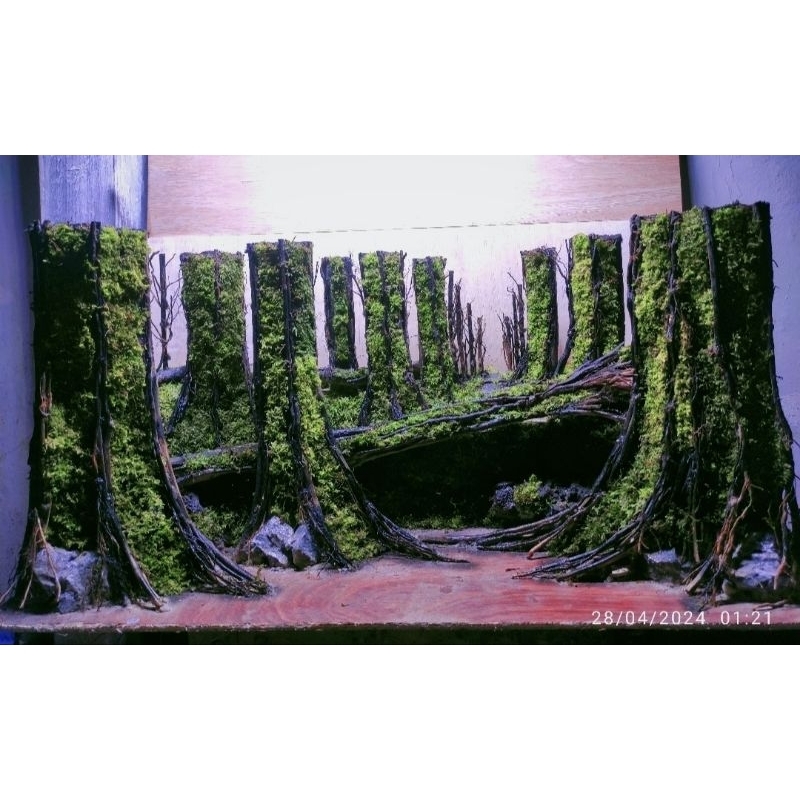 Hardscape jungle aquascape buat aquarium ukuran 80.40.40.cm sudah siap pakai