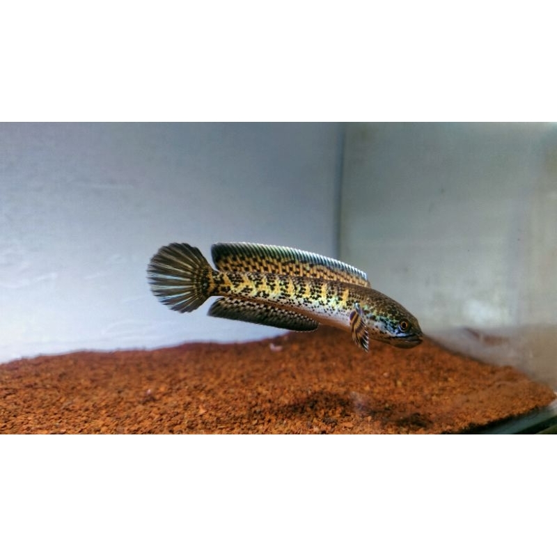 channa auranti wc 10-12 cm