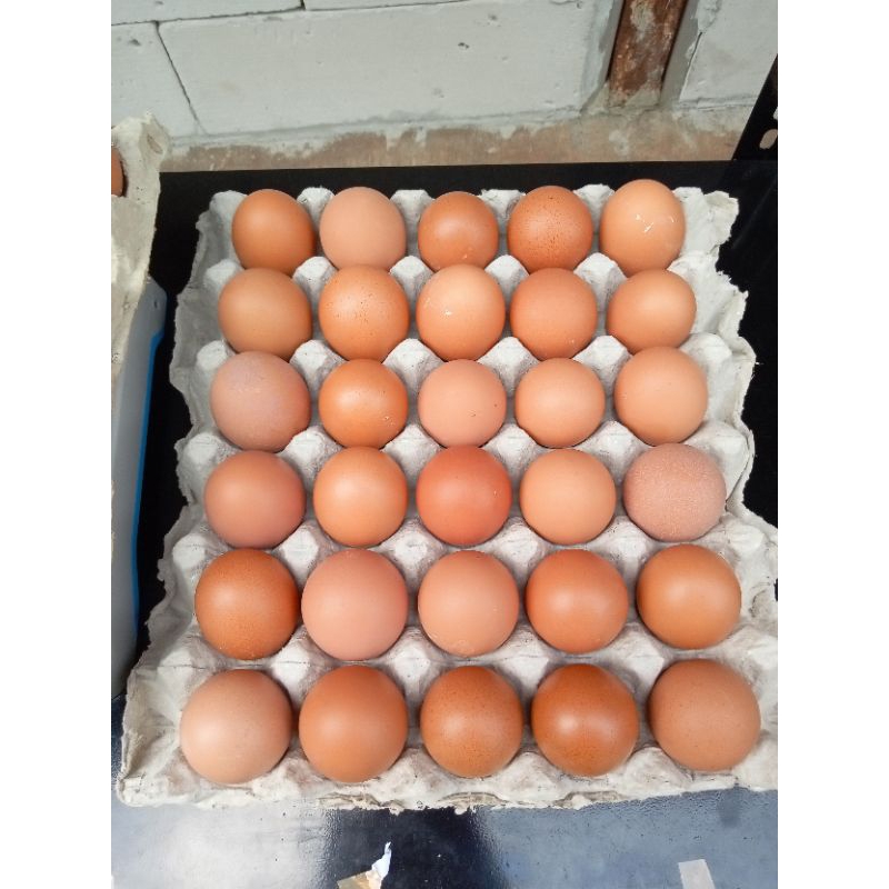 

telur ayam