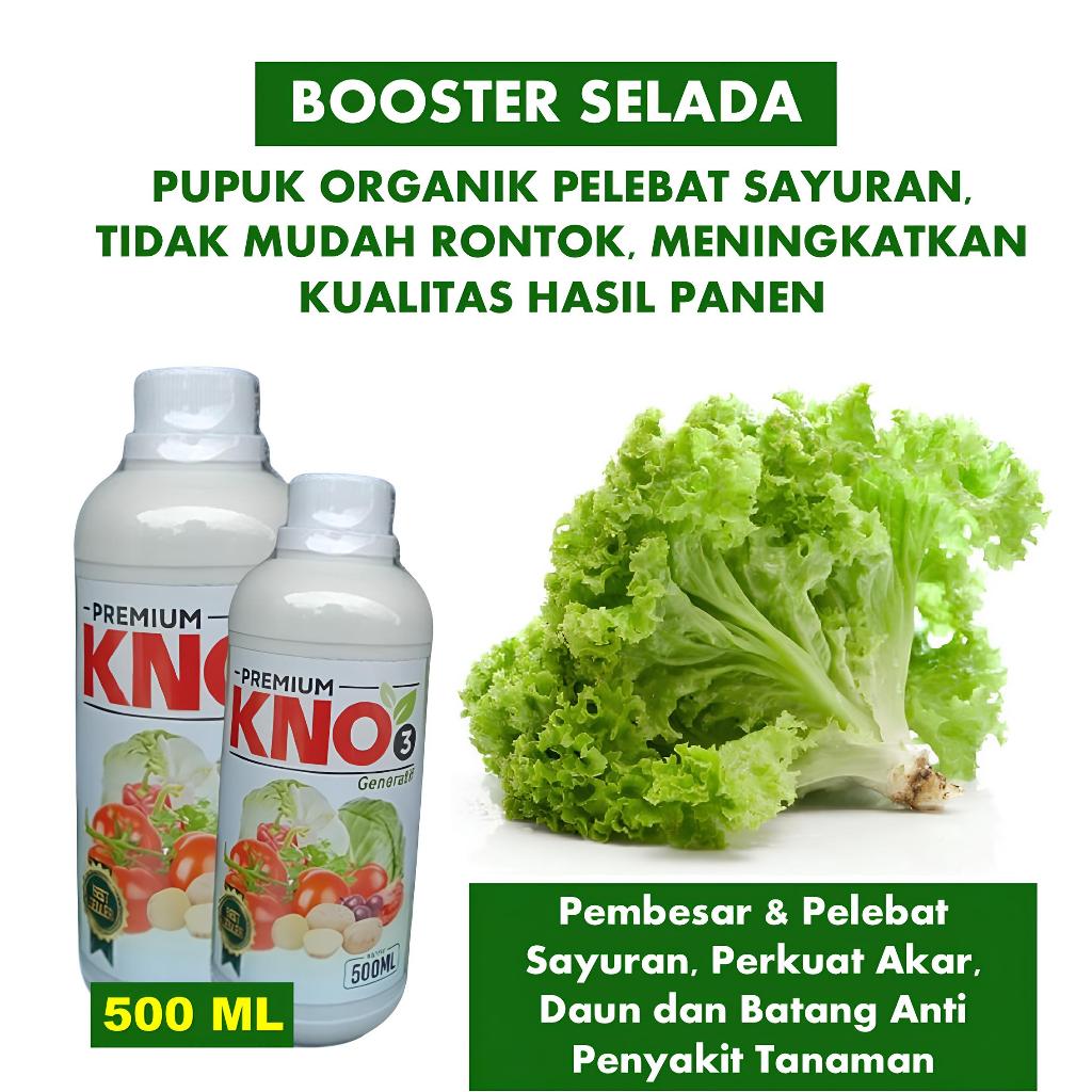 Pupuk Semprot Daun Selada Bokor KNO3 Premium Pupuk Untuk Tanaman Selada BokorPupuk Untuk Tanaman Sel