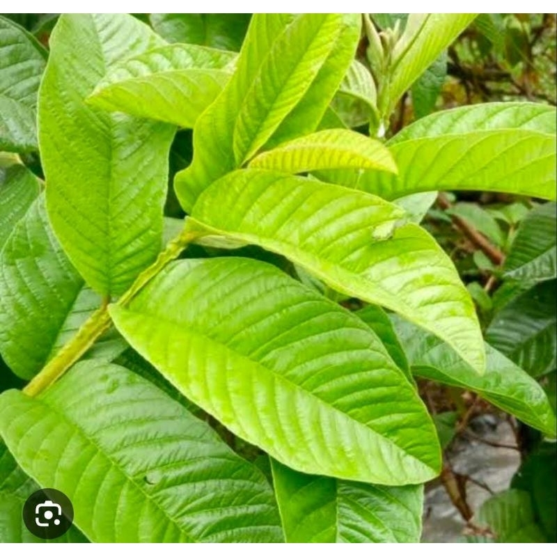 

Daun Jambu Segar 250 Gram Obat Herbal Tradisional Termurah Baru Ambil