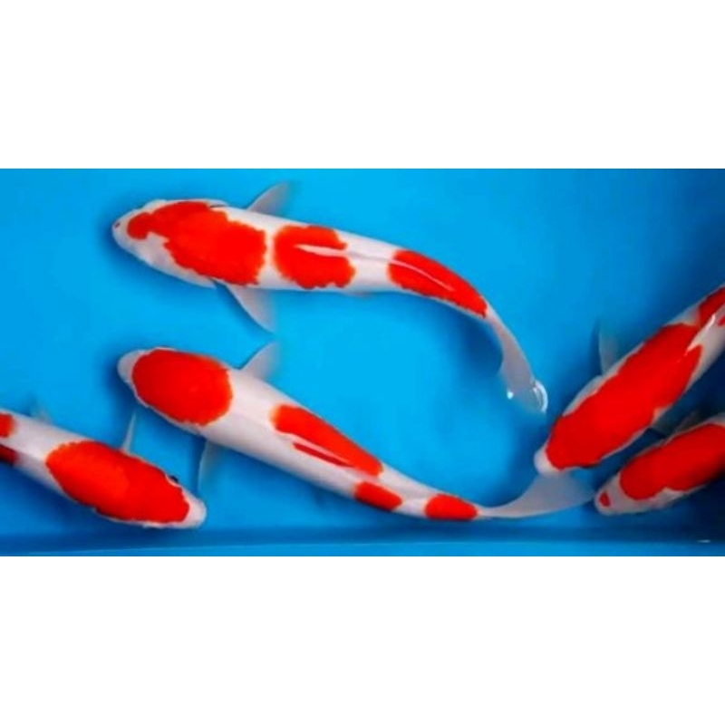 DEKORASI AKUARIUM.. SZ 28-30cm KOI KOHAKU/SHOWA/SANKE RANDOM.. hiasan akuarium/ikan hias/ikan hias a