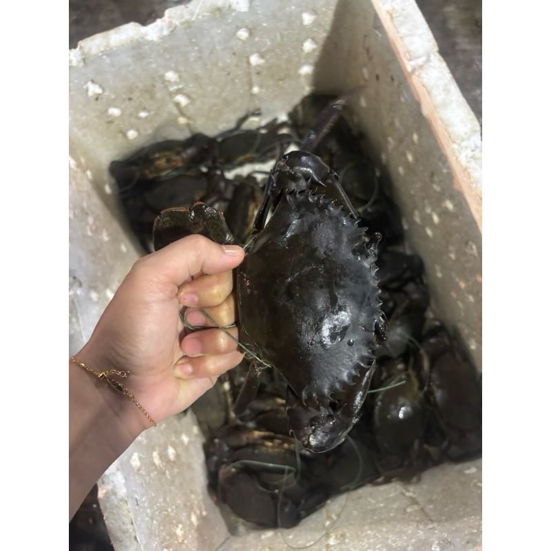 

KEPITING HIDUP ISI 5-6 EKOR 1KG
