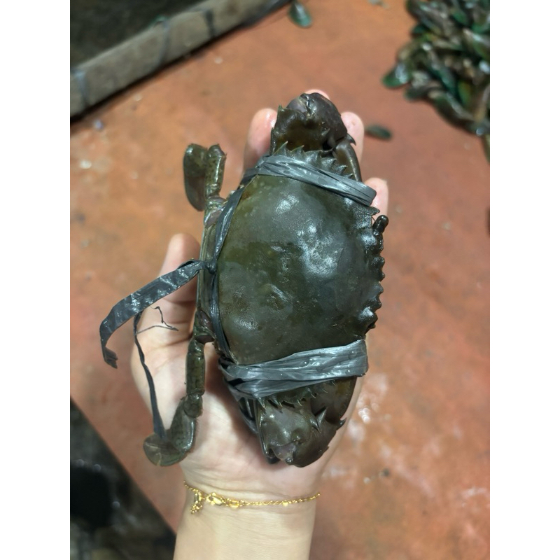 

KEPITING BANCI ISI 7-10 EKOR 1kg