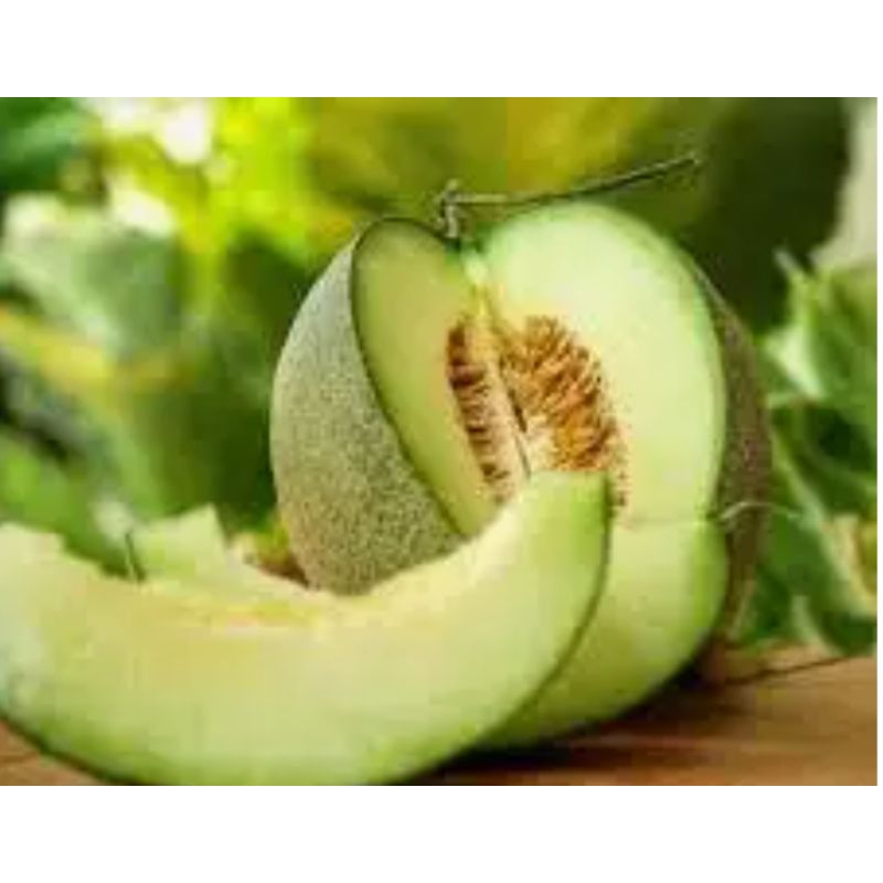 

MELON / Pasar Makassar