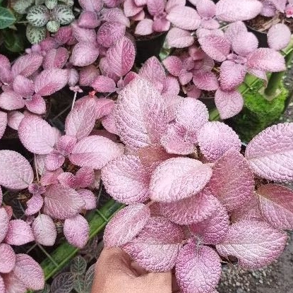 Episcia Pink Flamingo (bunga merah)