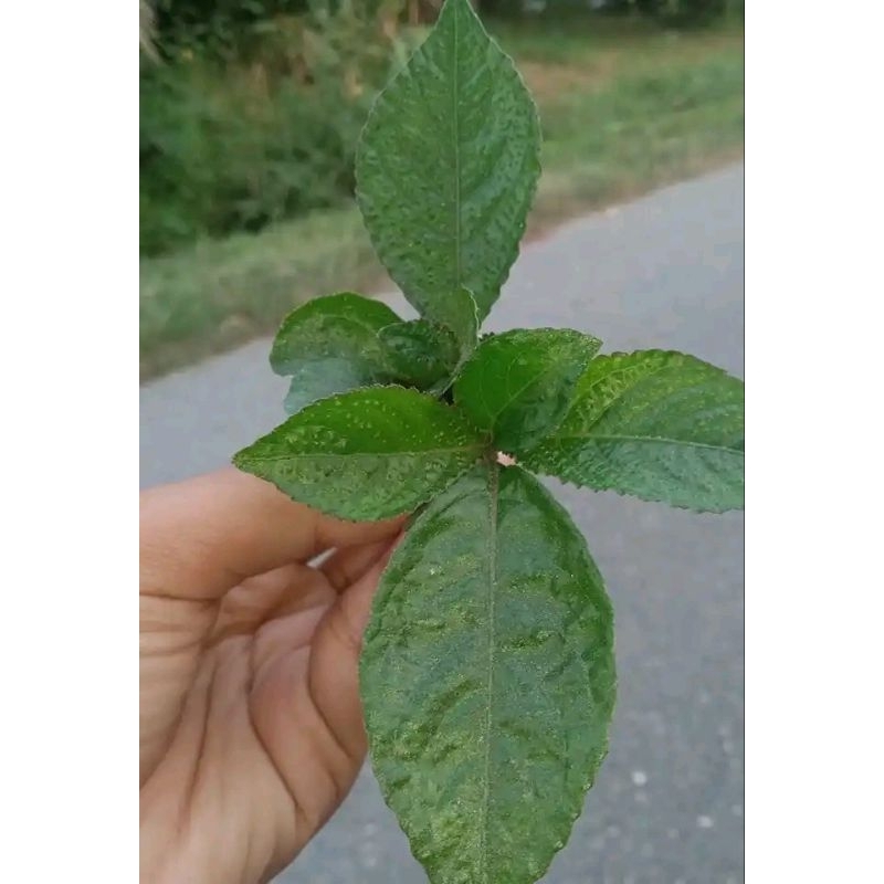 

Daun keji Beling segar fresh Herbal 500gr