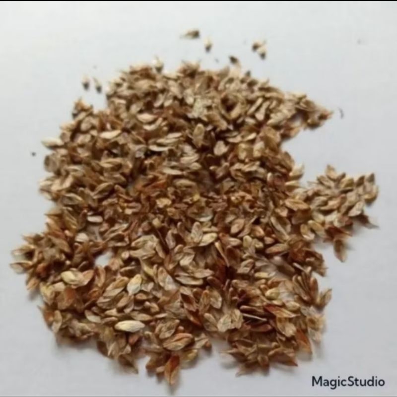 BIJI BENIH POHON CEMARA UDANG / BAHAN BONSAI - ISI 20 BUTIR