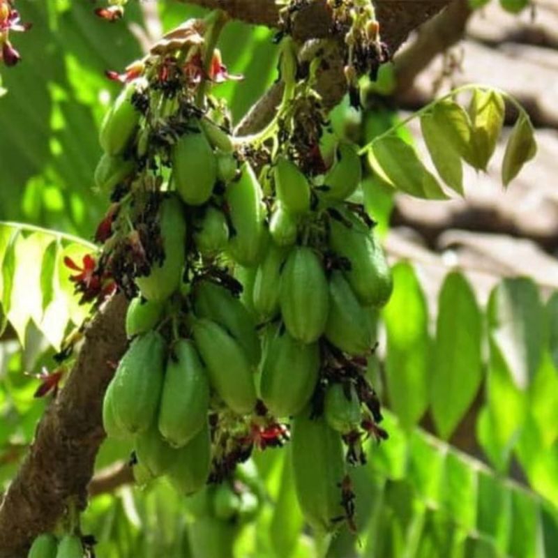 Ready Bibit Belimbing wuluh Termurah FRESH