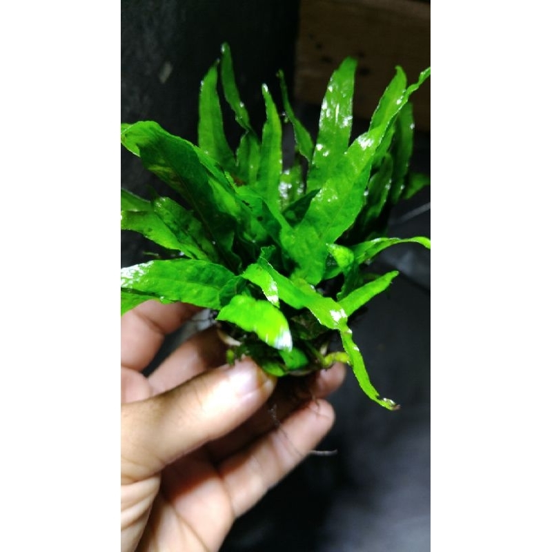 java fern kadaka