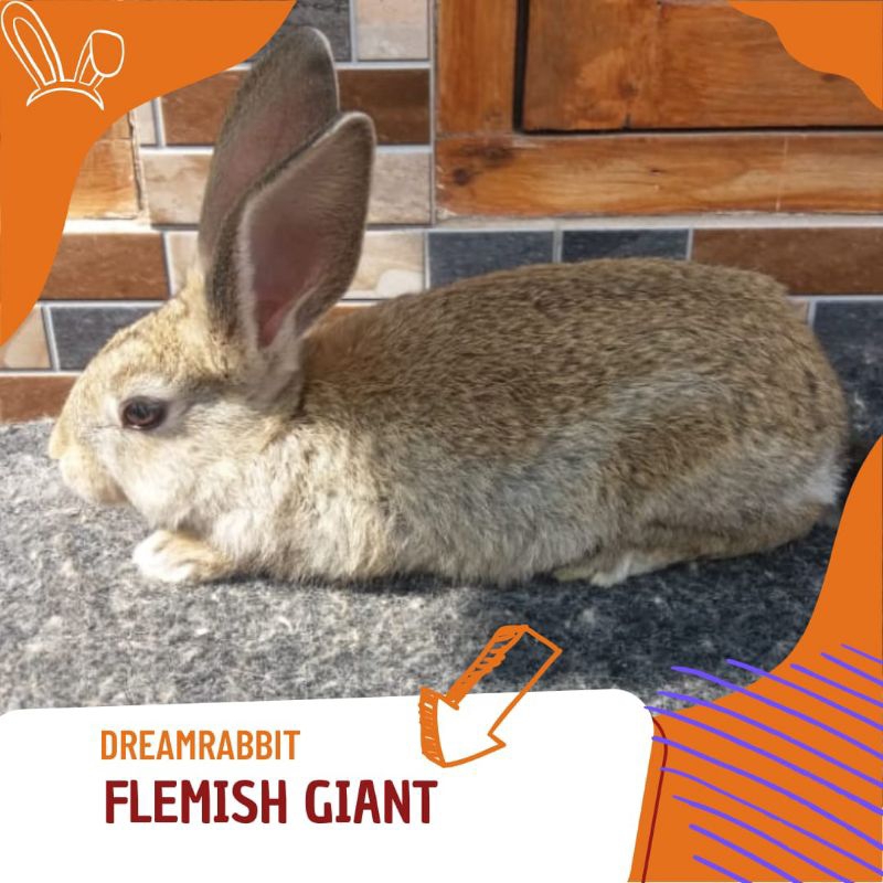 kelinci hias Flemish Giant