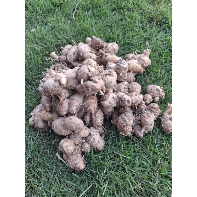 

Kencur 1kg Kencur Seblak Kencu Jawa segar