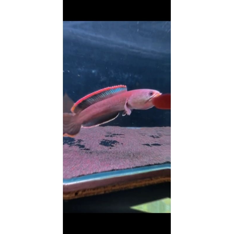 Limbata gondrong rim tebal uk 15cm