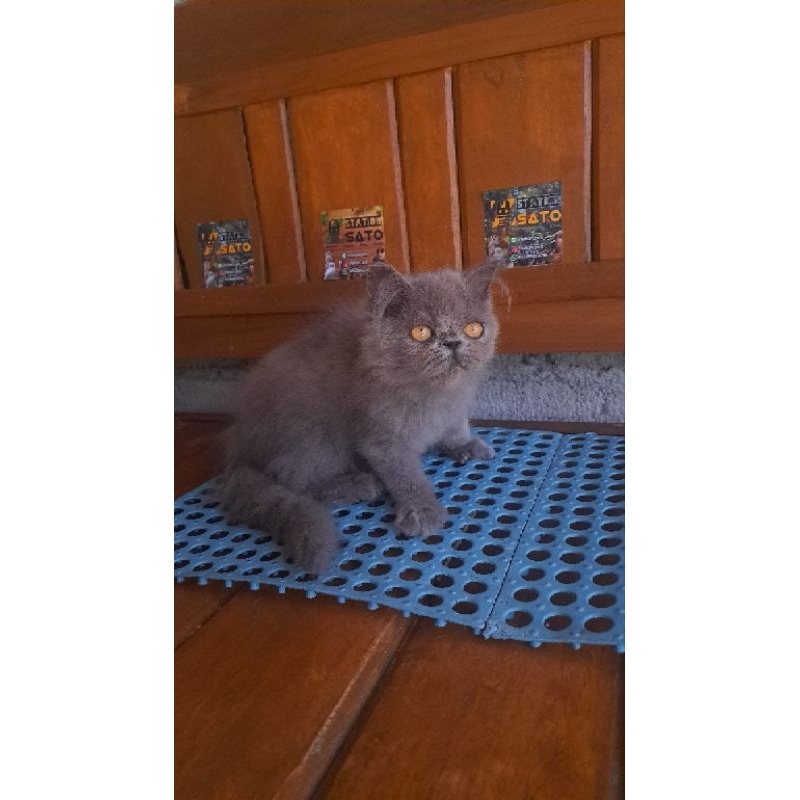 Kucing kitten persia flatnose abu gemoy lucu