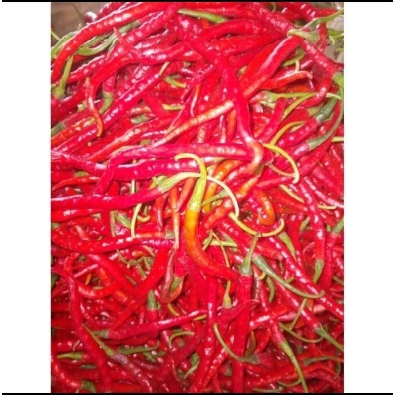 

Cabe Merah Kriting Fresh 1000gr