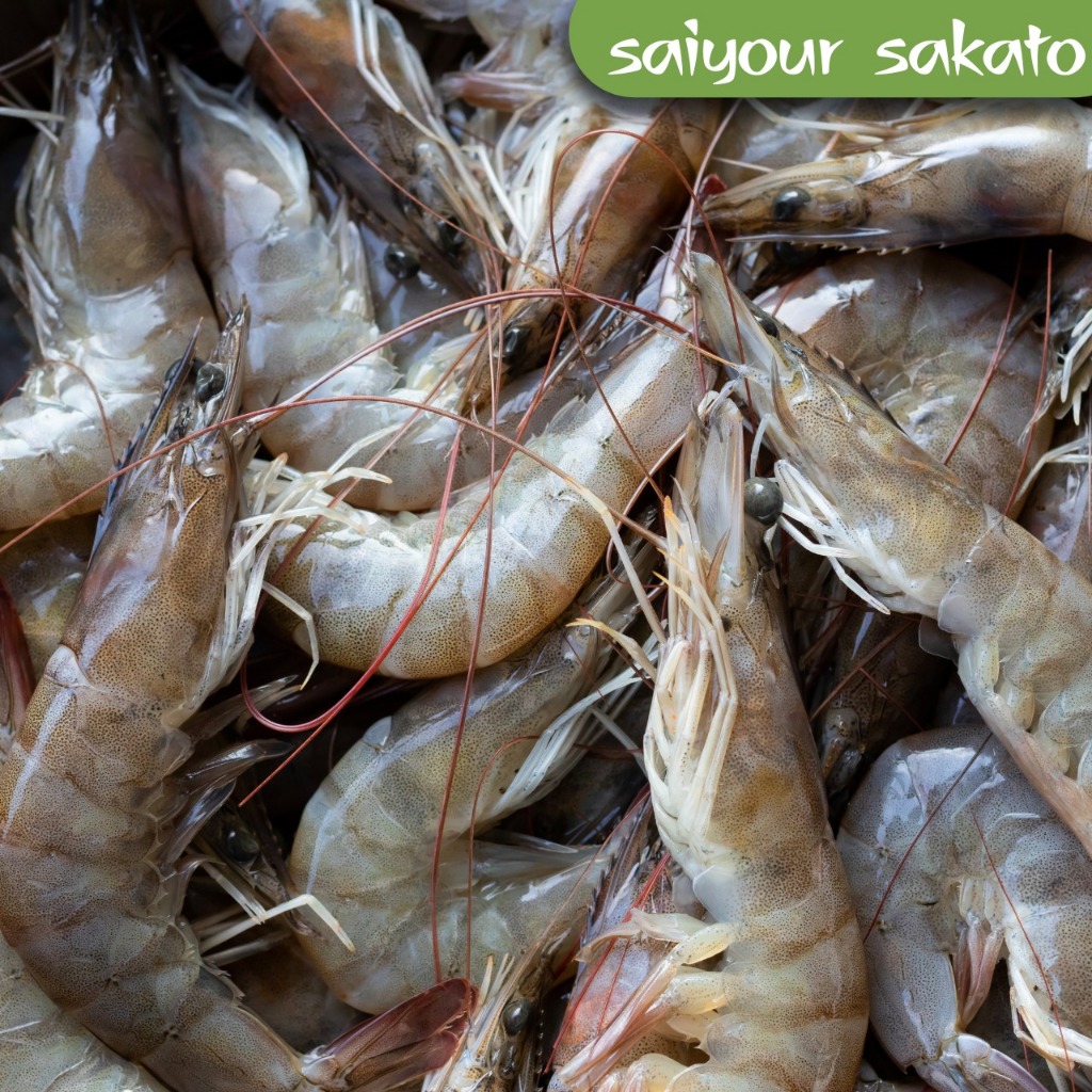 

Udang Segar - Saiyour Sakato