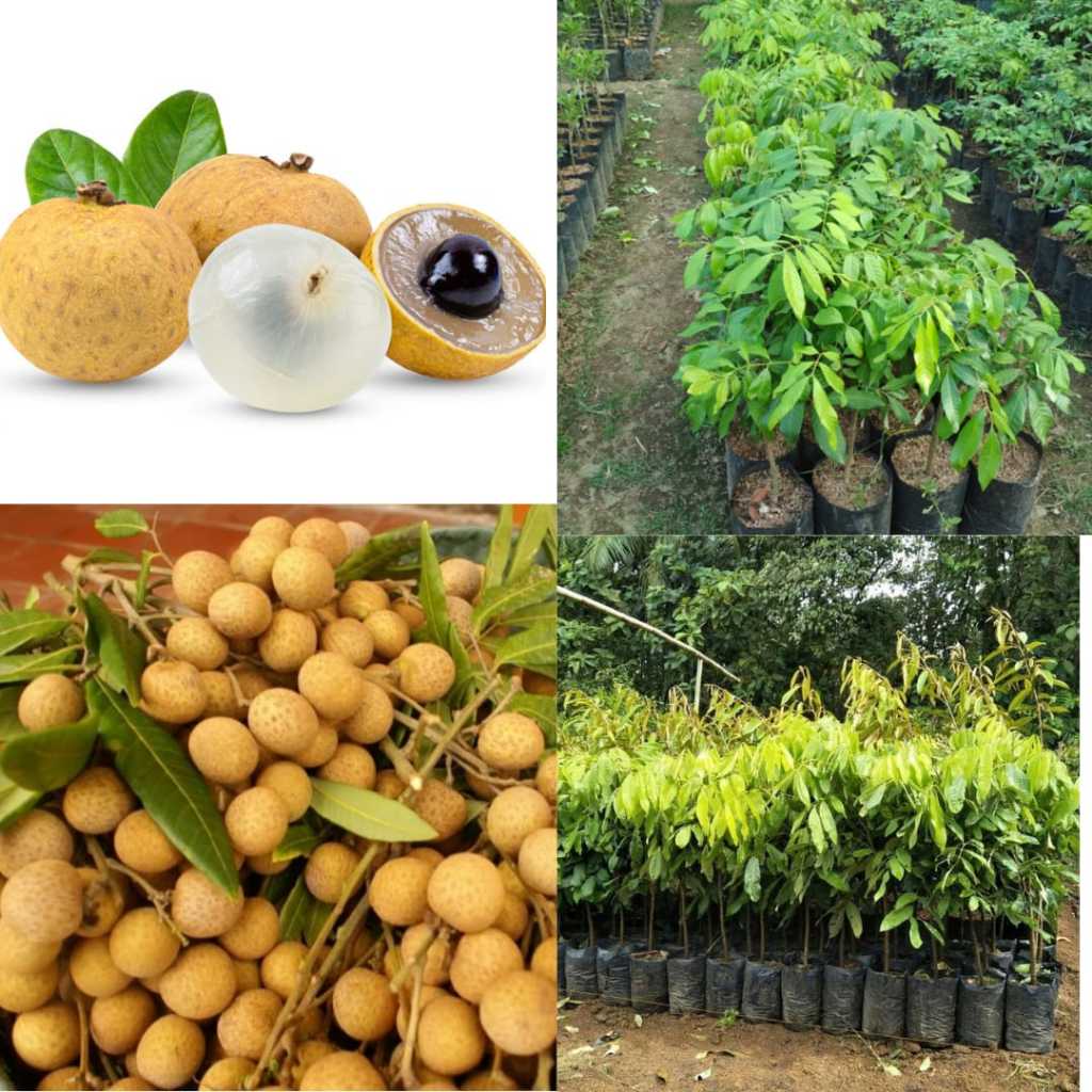 Pohon Kelengkeng Cangkokan, Pohon Kelengkeng Cepet Berbuah, Pohon Kelengkeng Diamond