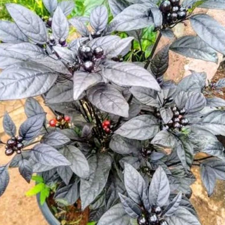 3 Butir bibit benih biji cabe Black pear cabai unik hias hitam bentuk bulat oval