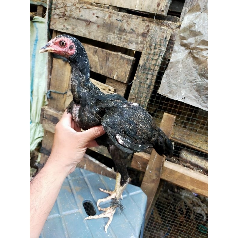 

ayam kampung asli (betina)