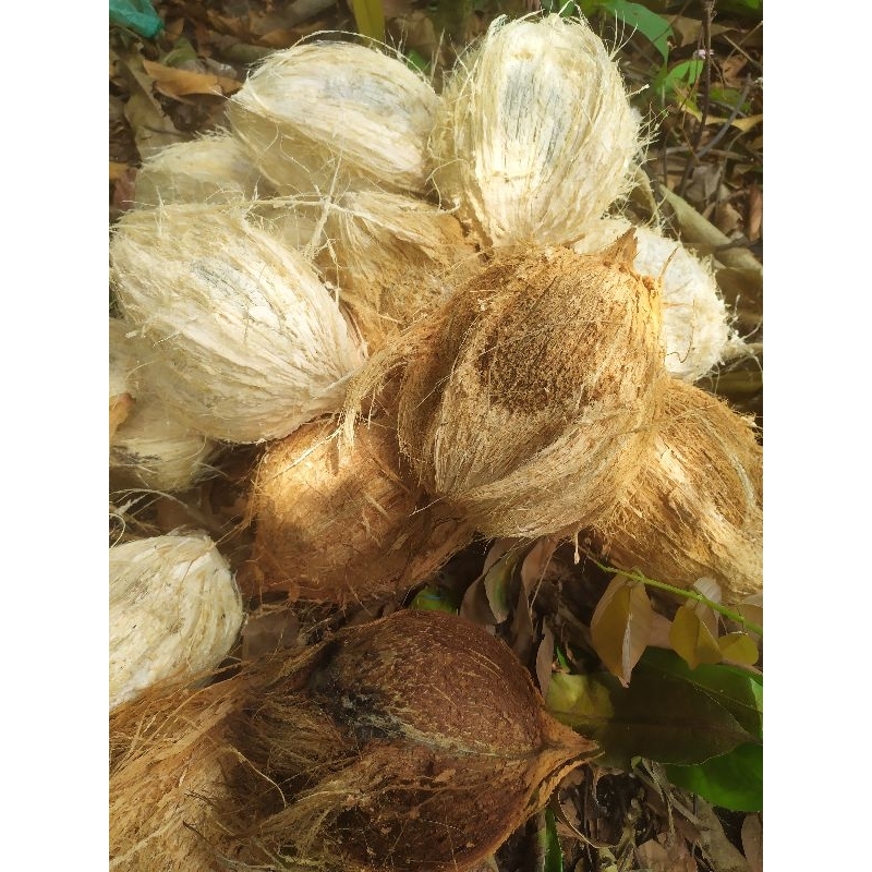 

Jual kelapa tau ukuran super | Sedang perbiji 6000