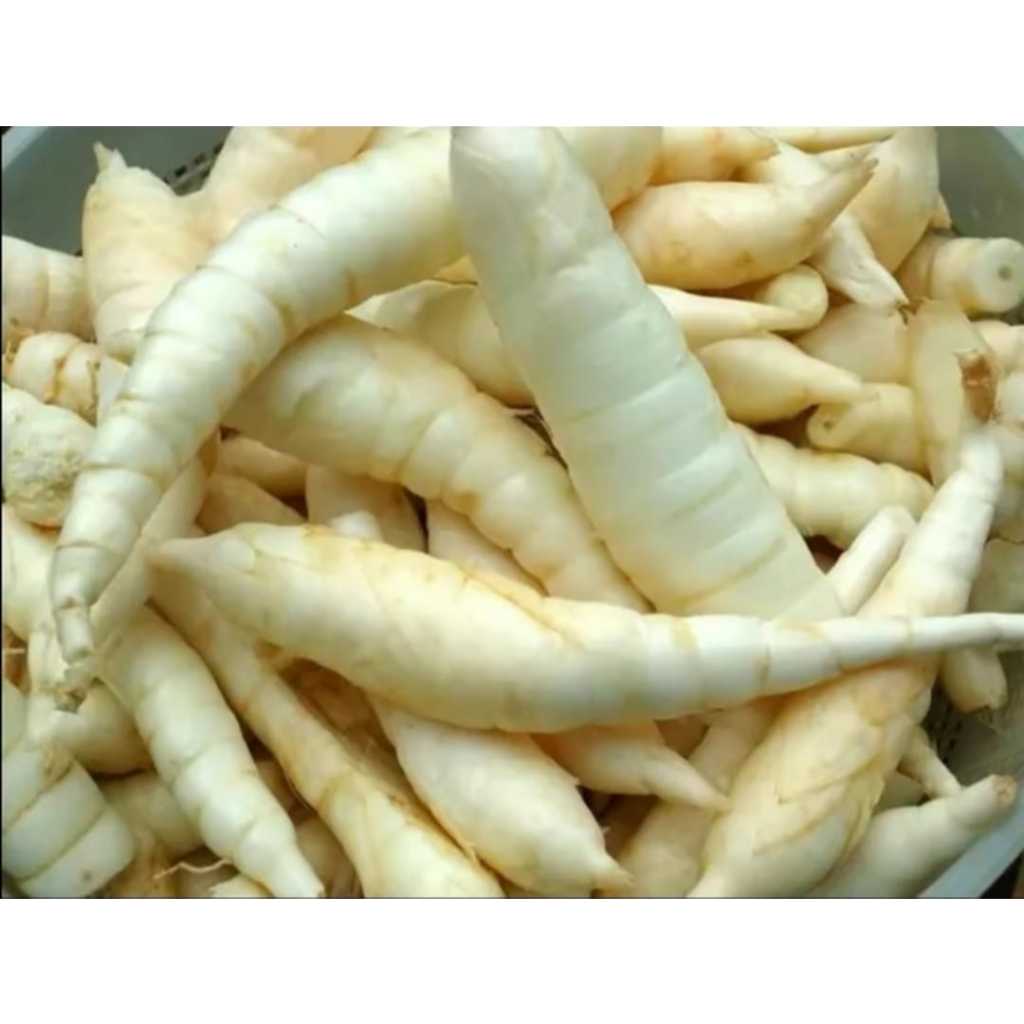 

PATI ANGKRIK/PATI IRUT 1KG BISA COD ATASI MAAG ASAM LAMBUNG KRONIS BISA COD