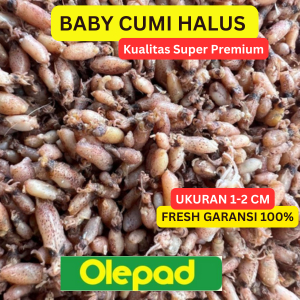 

BABY CUMI HALUS ASIN KERING SUPER KUALITAS PREMIUM 1-2 cm