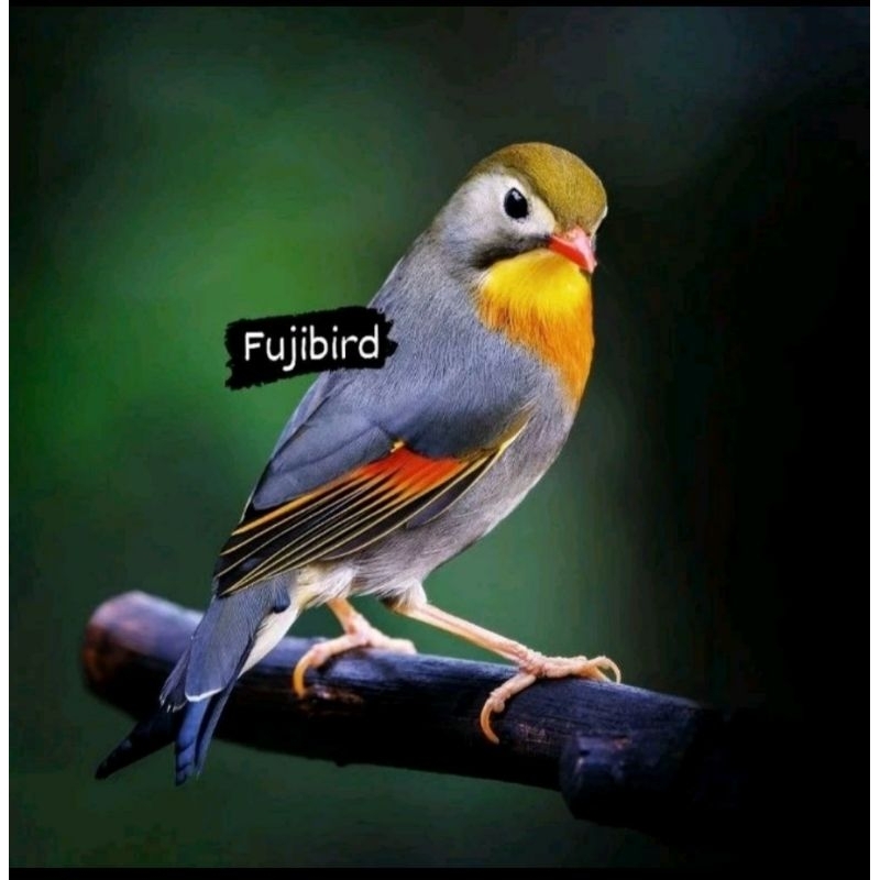 ROBIN REAL JANTAN BUNYI