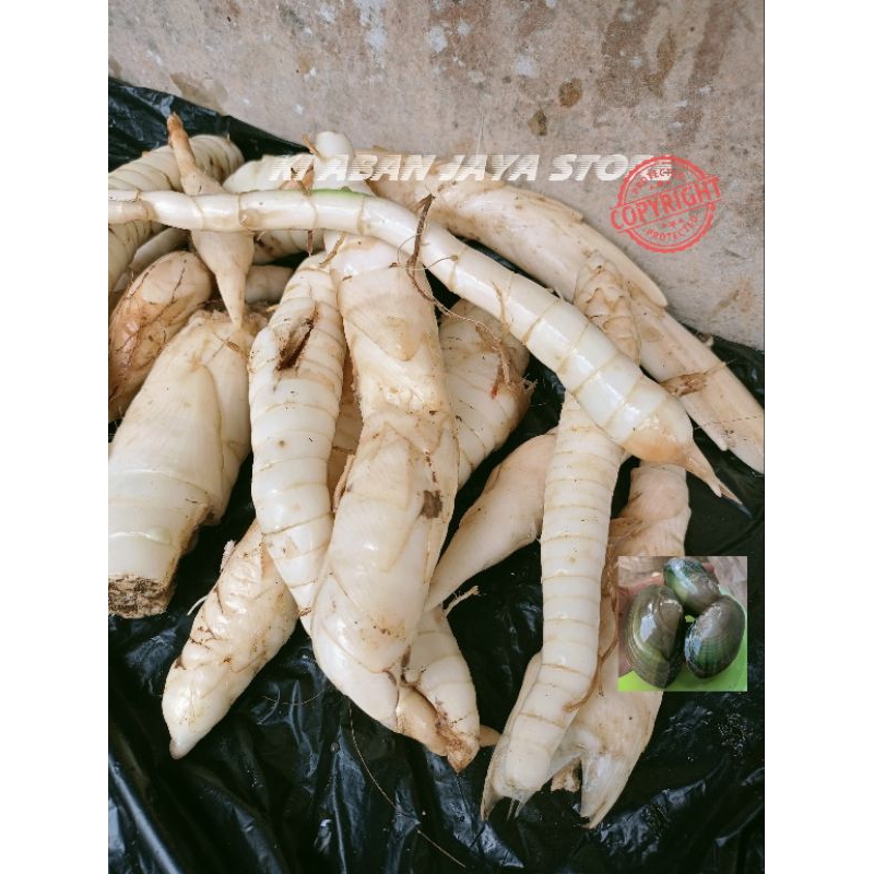 

Umbi Garut terigu 1 kg siap konsumsi