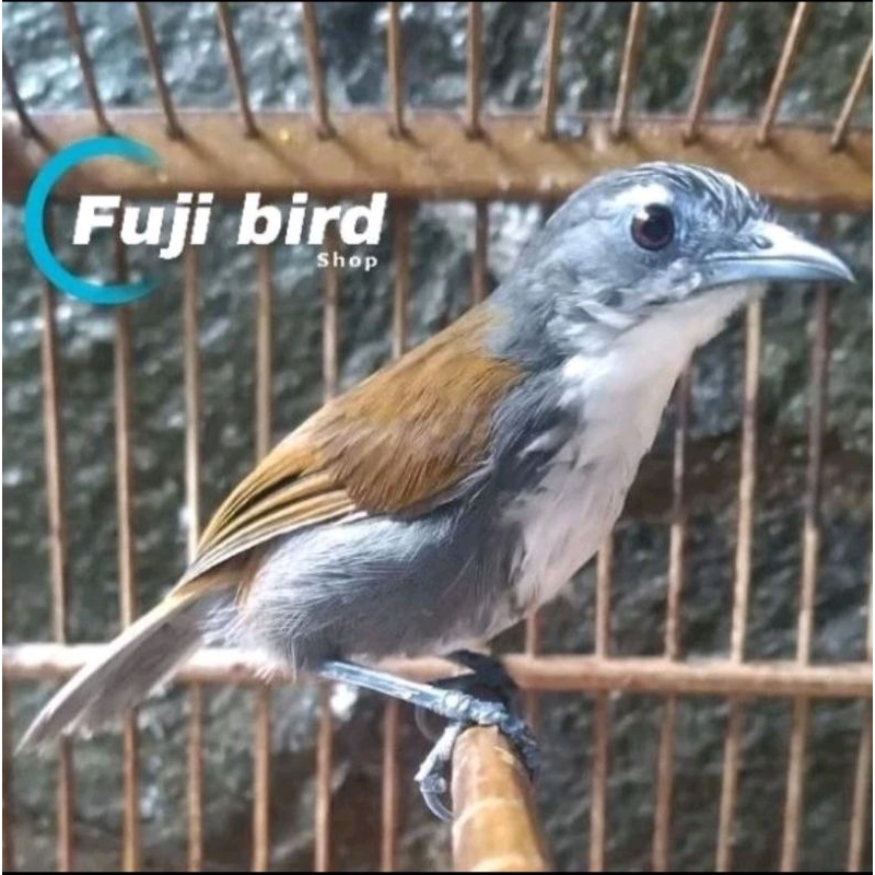 BURUNG SNIPER MASTERAN JANTAN