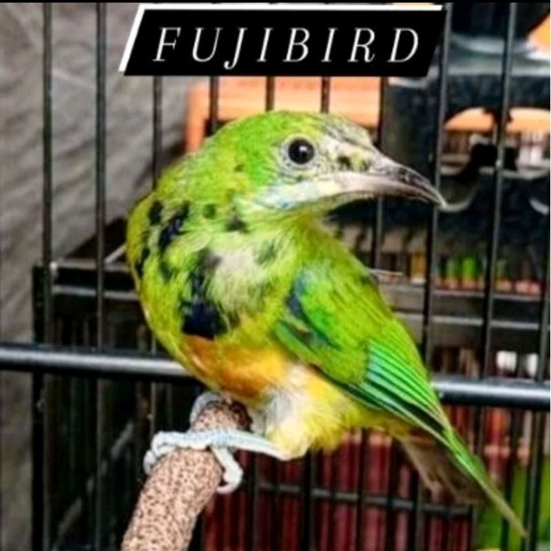 CUCAK CUNGKOK TROTOL JANTAN BUNYI